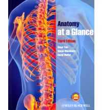 ANATOMY AT A GLANCE e3